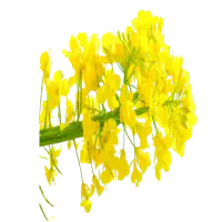 Aceite de canola